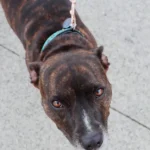 Best AmazonBasics Dog Leash 14945757