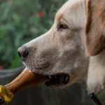 Best Trixie Dog Chew Toys 34059056