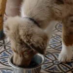 Best Pedigree Dog Food for Puppies 7086030